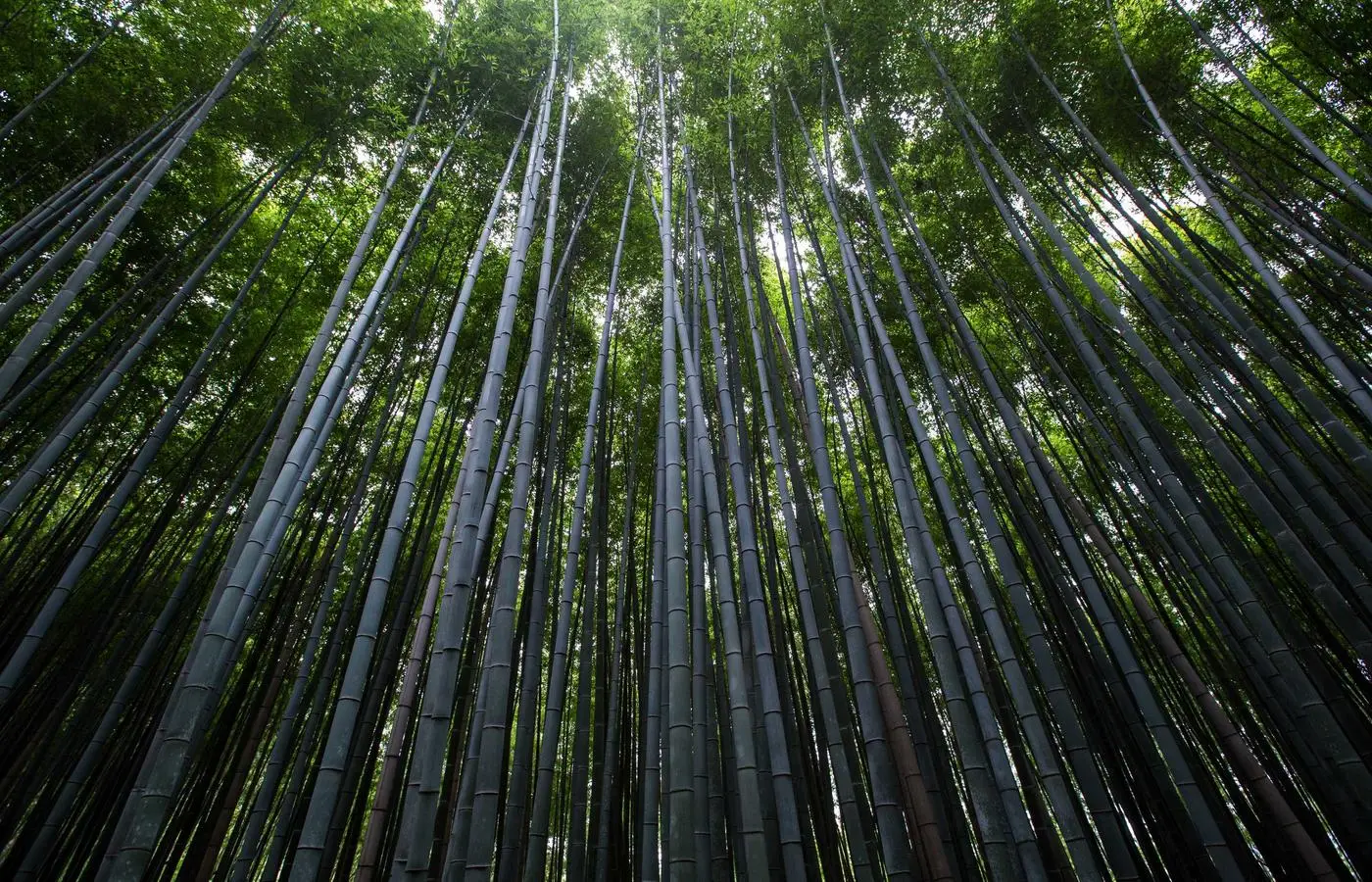 Szene Openair Energy